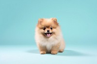 Pomeranian mammal animal puppy. 