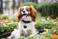 Animal dog pet papillon. 