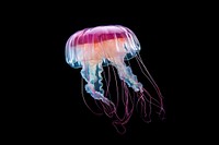 Jellyfish animal invertebrate zooplankton. 