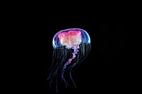 Jellyfish animal invertebrate zooplankton. 