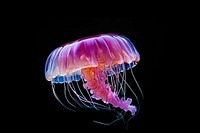 Jellyfish animal invertebrate zooplankton. 