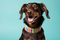 Collar pet dachshund smiling. 