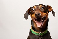 Collar pet dachshund mammal. AI generated Image by rawpixel.
