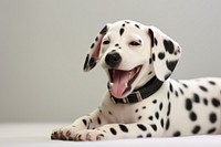 Animal puppy pet dalmatian. 