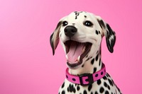 Pet dalmatian animal mammal. AI generated Image by rawpixel.