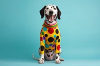 Pet dalmatian smiling mammal. 