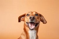 Dog mammal animal beagle. AI generated Image by rawpixel.