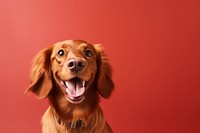 Dog mammal animal puppy. AI generated Image by rawpixel.