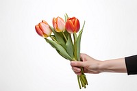 Tulip hand flower plant. 