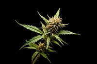 Cannabis flower plant leaf. AI generated Image by rawpixel.