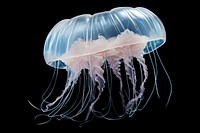 Jellyfish animal invertebrate zooplankton. 