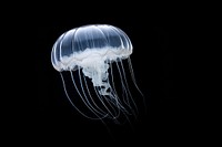 Jellyfish animal invertebrate zooplankton. 