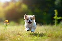 Animal puppy outdoors running. 