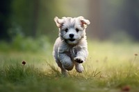 Animal puppy running mammal. 