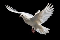 Animal flying pigeon white. 