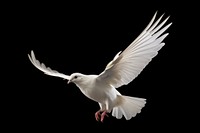 Animal flying pigeon white