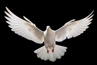 Animal flying pigeon white. AI generated Image by rawpixel.