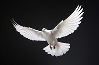 Animal flying pigeon white