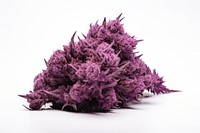 Purple cannabis narcotic plant. 