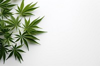 Backgrounds cannabis plant herbs. 