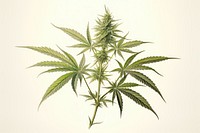 Cannabis plant leaf medicine. AI generated Image by rawpixel.