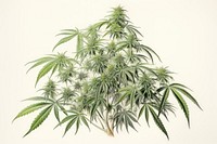 Cannabis plant herbs leaf. 