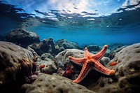 Sea underwater outdoors nature. AI generated Image by rawpixel.