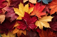 Backgrounds leaves maple plant. 