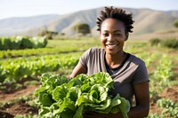 Harvesting outdoors organic working. 