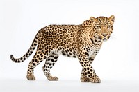 Leopard wildlife standing animal. AI generated Image by rawpixel.