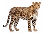 Leopard wildlife standing cheetah. AI generated Image by rawpixel.