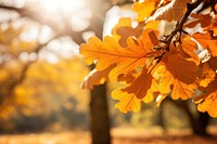 Autumn tree  leaves. 