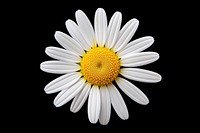 Daisy flower petal plant. 