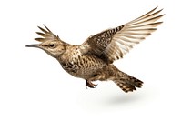 Flying animal bird beak. AI generated Image by rawpixel.
