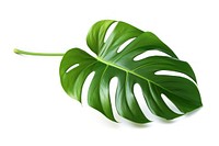 Leaf plant white background freshness. 