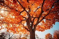 Tree leaf autumn plant. 