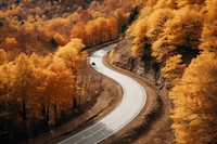 Forest road outdoors nature. 