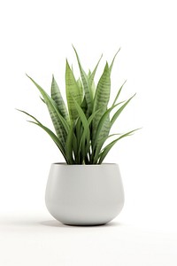 Plant leaf vase white background. 