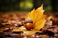 Leaf autumn plant acorn. AI generated Image by rawpixel.
