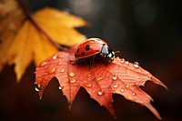 Invertebrate ladybug autumn animal. AI generated Image by rawpixel.