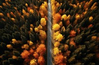 Forest road outdoors autumn. AI generated Image by rawpixel.