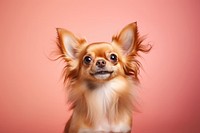 Chihuahua papillon mammal animal. AI generated Image by rawpixel.