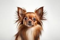 Chihuahua papillon portrait mammal. 