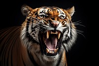 Tiger wildlife animal mammal. AI generated Image by rawpixel.