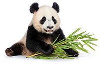 Wildlife animal mammal bamboo. AI generated Image by rawpixel.