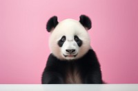 Wildlife mammal animal panda. AI generated Image by rawpixel.