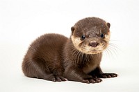 Otter wildlife animal mammal. 