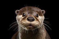 Otter wildlife animal mammal. 