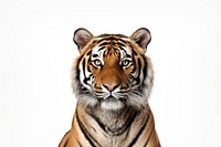 Tiger wildlife animal mammal. AI generated Image by rawpixel.