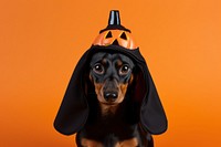 Dachshund halloween portrait animal. 